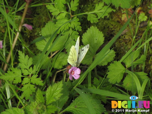 SX18210 Small white butterfly (Pieris rapae) on flower